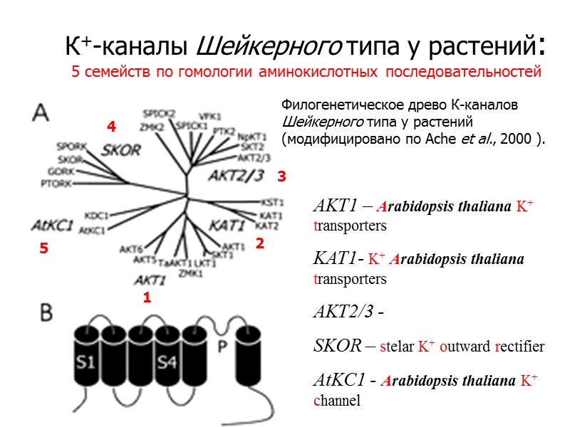 К+-каналы Шейкерного типа у растений: 5 семейств по гомологии аминокислотных последовательностей Филогенетическое древо К-каналов